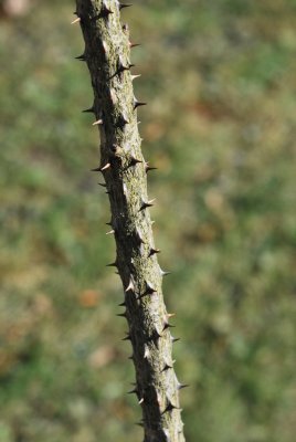 Kalopanax pictus 'Maximowiczii' - kalopanax pestrý - větev s kuželovitými s ostny